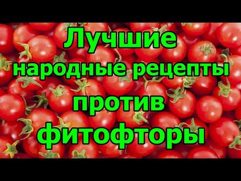 Лучшие народные рецепты против фитофторы.