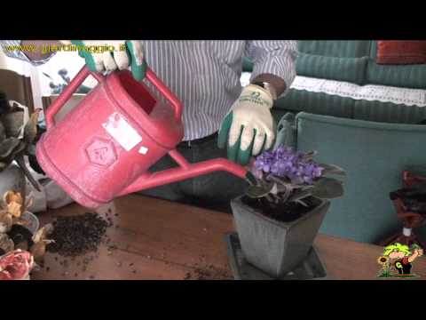 coltivazione saintpaulia