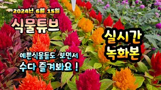 2024년 6월 15일  예쁜식물들 보면서 랜선으로 아이쇼핑하면서  수다즐겨봐요. #양재꽃시장 #식물튜브 #…