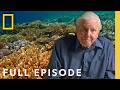 Ocean With David Attenborough Full Documentary World Ocean Day Special National Geographic
