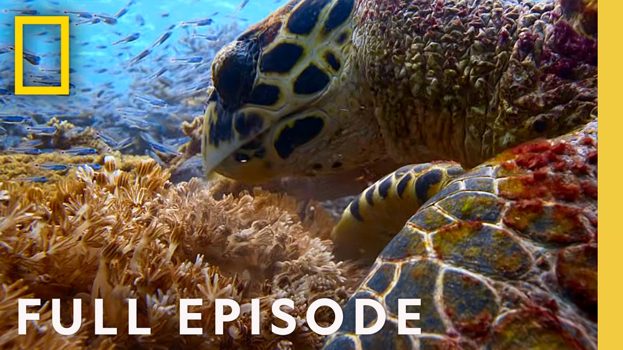 Ocean with David Attenborough (Full Documentary) | SPECIAL | National Geographic