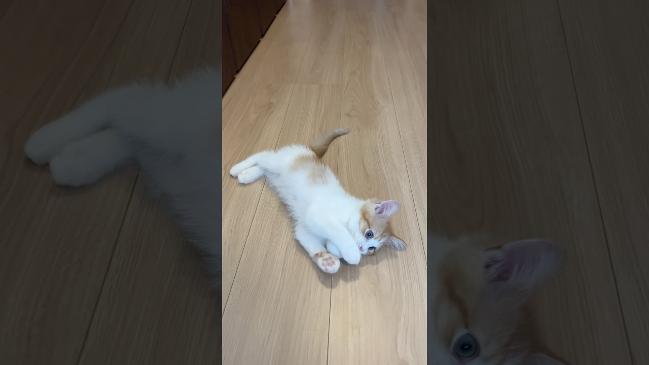 ドリブルのの😽#cat #cats #猫のいる暮らし #ミヌエット