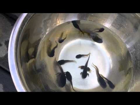 Animal Discoveries S1 E6 Frog Life Cycle