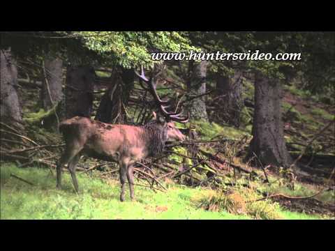 Jagd in Berleburg - Hunters Video