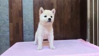Video preview image #1 Shiba Inu Puppy For Sale in SAN FRANCISCO, CA, USA