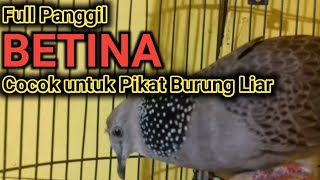 Download lagu 1 Jam Suara Tekukur Memanggil Betina cocok untuk Pancingan, Masteran, Pikat Burung Liar mp3