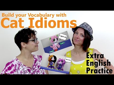 Cat Idioms: English Expressions