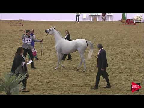 N 127 FATTAM AL NASSER   2019 Al Shaqab Arabian Horse Show Festival   Mares 4 6  Years Old Class 5B