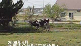 preview picture of video '加賀・分校町「平松牧場（Moo　Moo牧場）」'