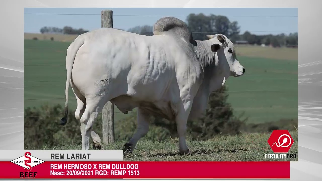 Vídeo REM LARIAT