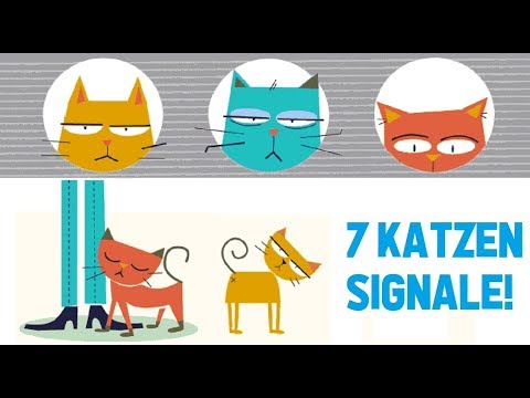 7 Katzen Signale und was sie bedeuten! | Katzen Tipps