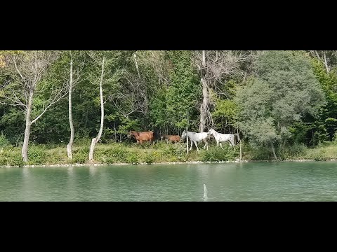 For Sale Lake - Fishing farm Land, in Gombori