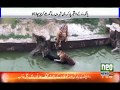 Live Donkey Fed To Tigers In China Zoo After Dispute