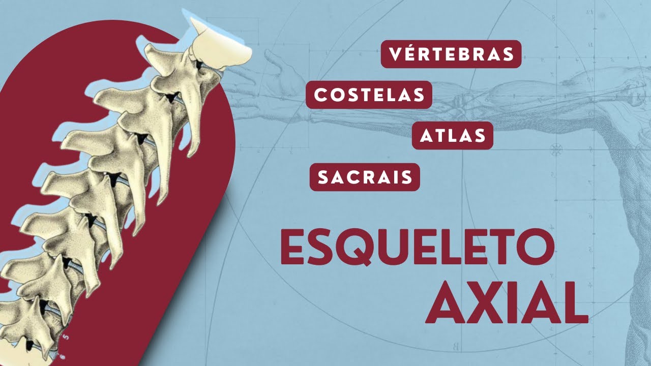 Esqueleto Axial - Cão | Anatomia Veterinária | Crânio, Vértebras, Costelas, Esterno