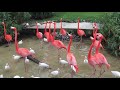 Flamingo Fight