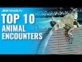 Top 10 Animal Encounters On The ATP Tour!
