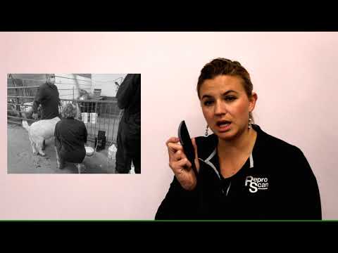 Small Ruminant Use With Probes - Convex Rectal