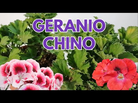 , title : 'geranio chino pelargonium grandiflorum chuyito jardinero'