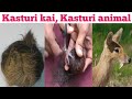 kasturi original, || kasturi mrugam, || kasturi kaya, || original kasturi test in tamil,