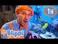 Blippi Visits An Aquarium Boise 1 HOUR OF BLIPPI TOYS Sea Animal Videos For Kids