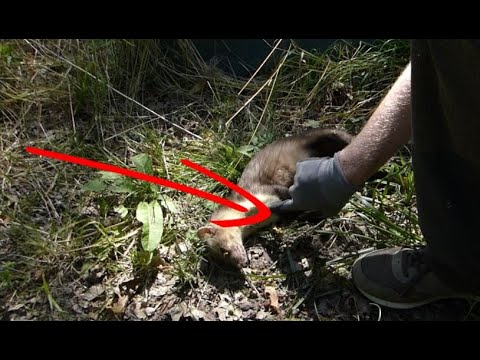 Förster Klaus - Waldgruß #39 - Der Automarder, ein Autoopfer