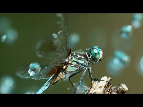 Dragonfly - IB/E Raptor Macro Lens 180mm / Phantom High Speed Camera