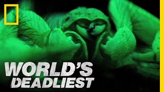 World's Deadliest - "Glowing" Scorpions Hunt Prey