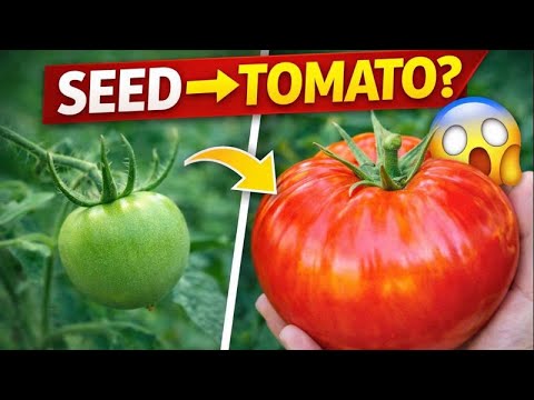 How Long Does It Take to Grow Tomatoes? (Full Growth Cycle)