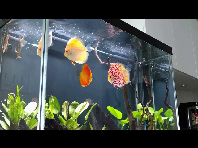 Discus Tank - Project Reds