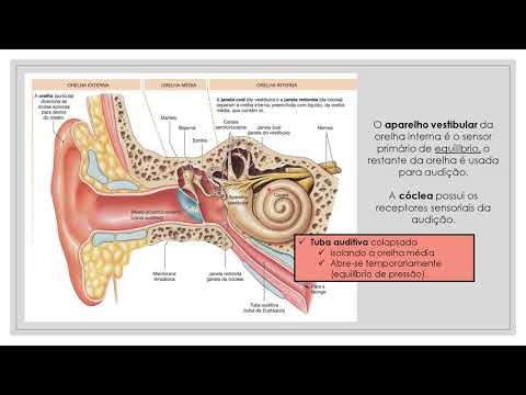 Divisão do sistema auditivo, produzido e editado pela aluna Sara Kely Learsi da Silva Alves
