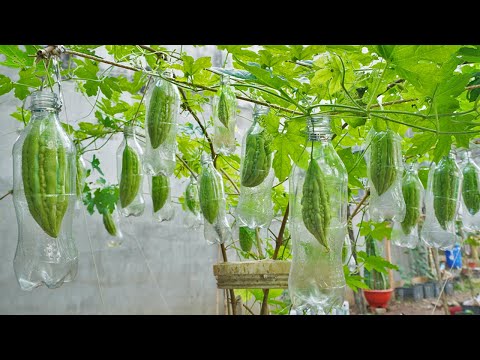 Let s grow bitter melon for your family this way it s very fruity and easy to make