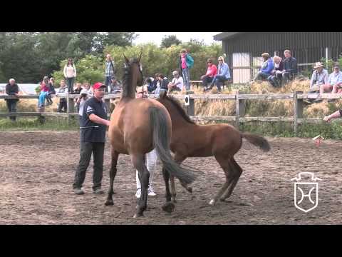 NF216 Stutfohlen von Diamant de Semilly   Casall   Chin Chin Apple Geräte HD Höchste Qualität