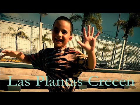 Las Plantas Crecen - Perotá Chingó