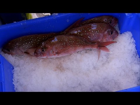 Trailblazers: The New Zealand Story - Fishing Reforms & Sustainability