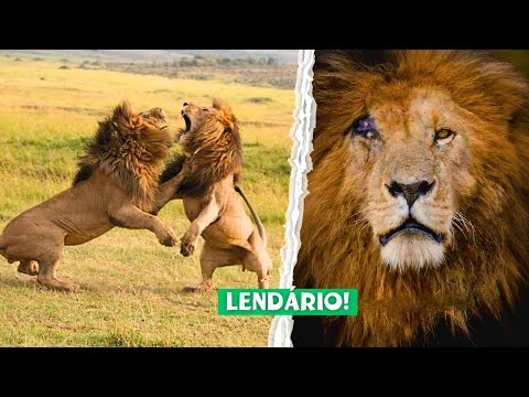 SCARFACE - The Story of the Most FAMOUS Lion in the World [Documentary]