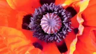 Roter Mohn, Frühling 2015