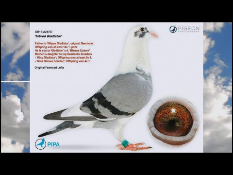 GB13 A2A707 GRANDDAUGHTER GLADIATOR GEERINCKX TOP MIX AUCTIONS www.tgihale.com