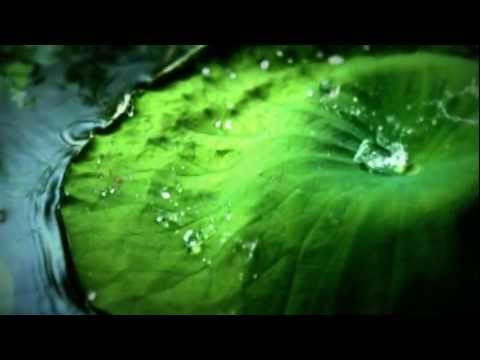 The Flashbulb - Undiscovered Colors (BBC.Invisible Worlds).mp4