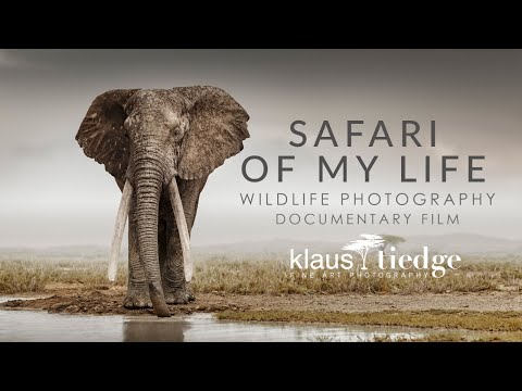 safari of my life wildlife photography documentary with klaus tiedge