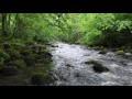 A short Meditation of Nature Sounds-Relaxing Forest Birdsong-Calming Sound of River Water Relaxation