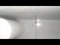 Black spider vs silverfish