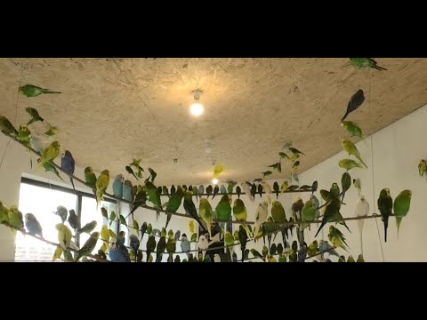 გორელი ზოოტექნიკოსის თუთიყუშების ფერმა-გაიცანით ილია მთვარელიძე და მისი საქმიანობის ახალიმიმართულება