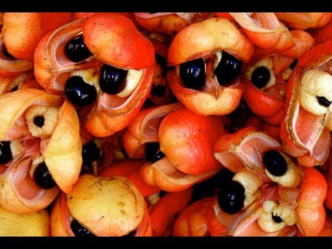 ACKEE || Fruit Review 5