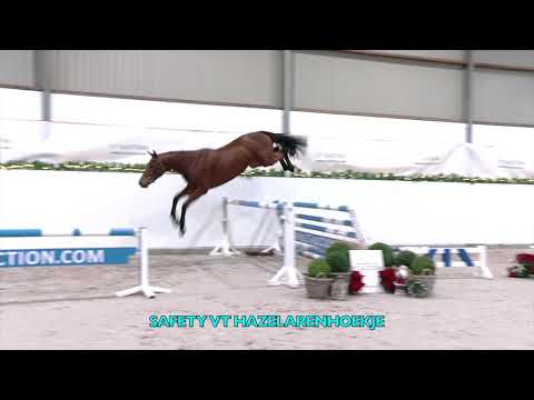 Safety vt Hazelarenhoekje (Urano de Cartigny x Colman) - Mare - 2018