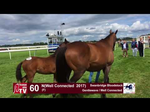 TBA Foal Show 2017 - Lot 60 - F17 -Gentlewave & Well Connected