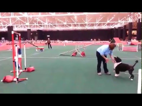The Naughty Dog Training - Portuguese Water Dog Novice Agility