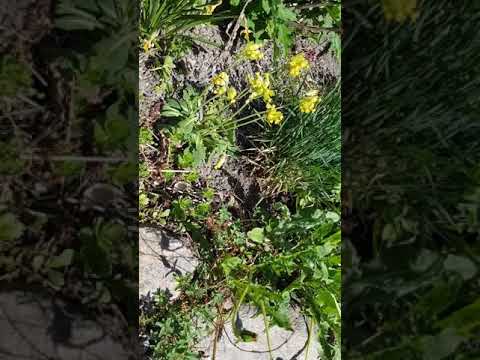 Solitärbi gömmer sitt bo med torra grässtrån!