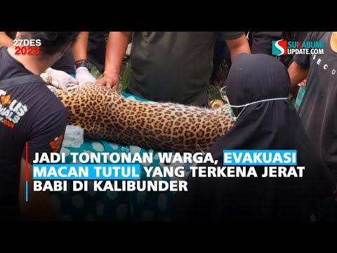 Jadi Tontonan Warga, Evakuasi Macan Tutul yang Terkena Jerat Babi di Kalibunder
