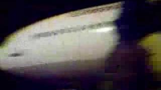 The bird of freedom!