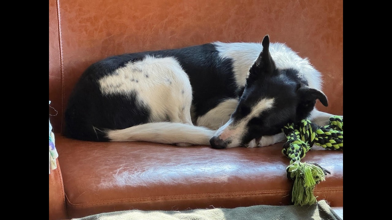 Enlarge Cap, a Adoptable mixed breed in Minneapolis, MN video 5/6